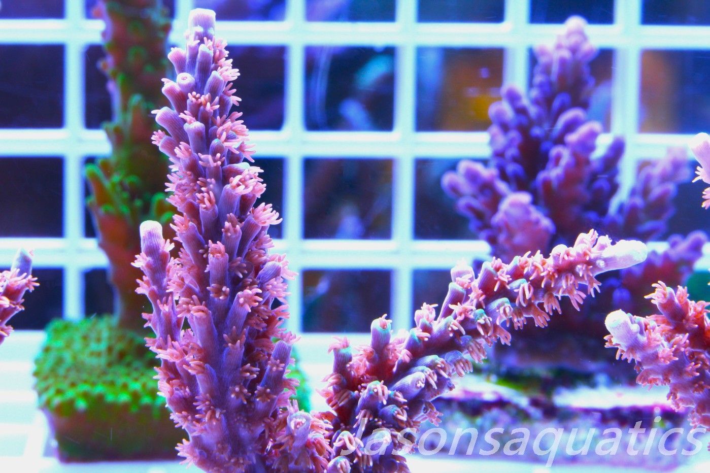 Acropora Horrida, Blue Tips Dayglow Green Rim,Large frag, Frag C