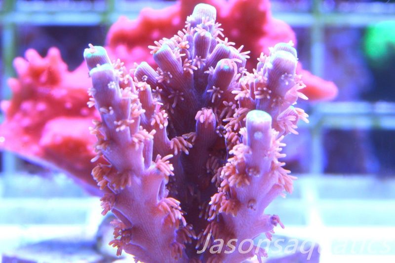 Acropora Horrida, Blue Tips Dayglow Green Rim Frag D