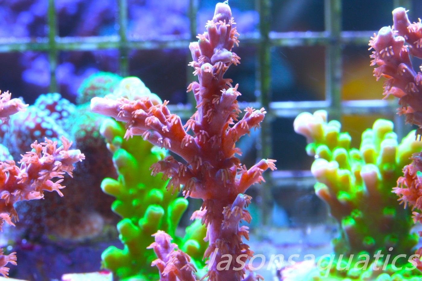 Acropora Horrida, Blue Tips Dayglow Green Rim,Large frag, Frag D