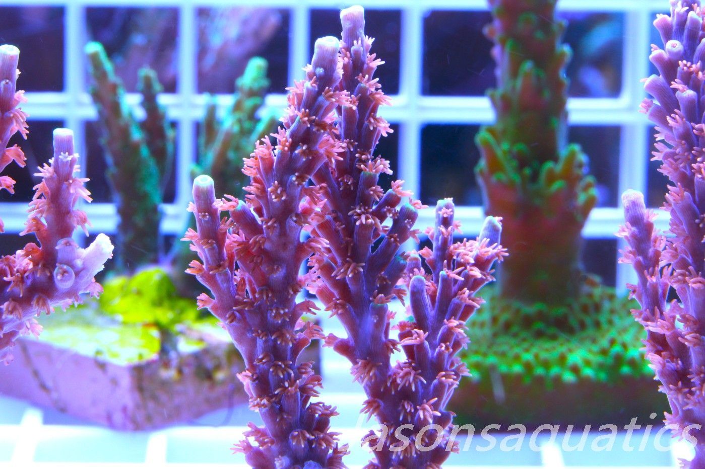 Acropora Horrida, Blue Tips Dayglow Green Rim,Large frag, Frag D