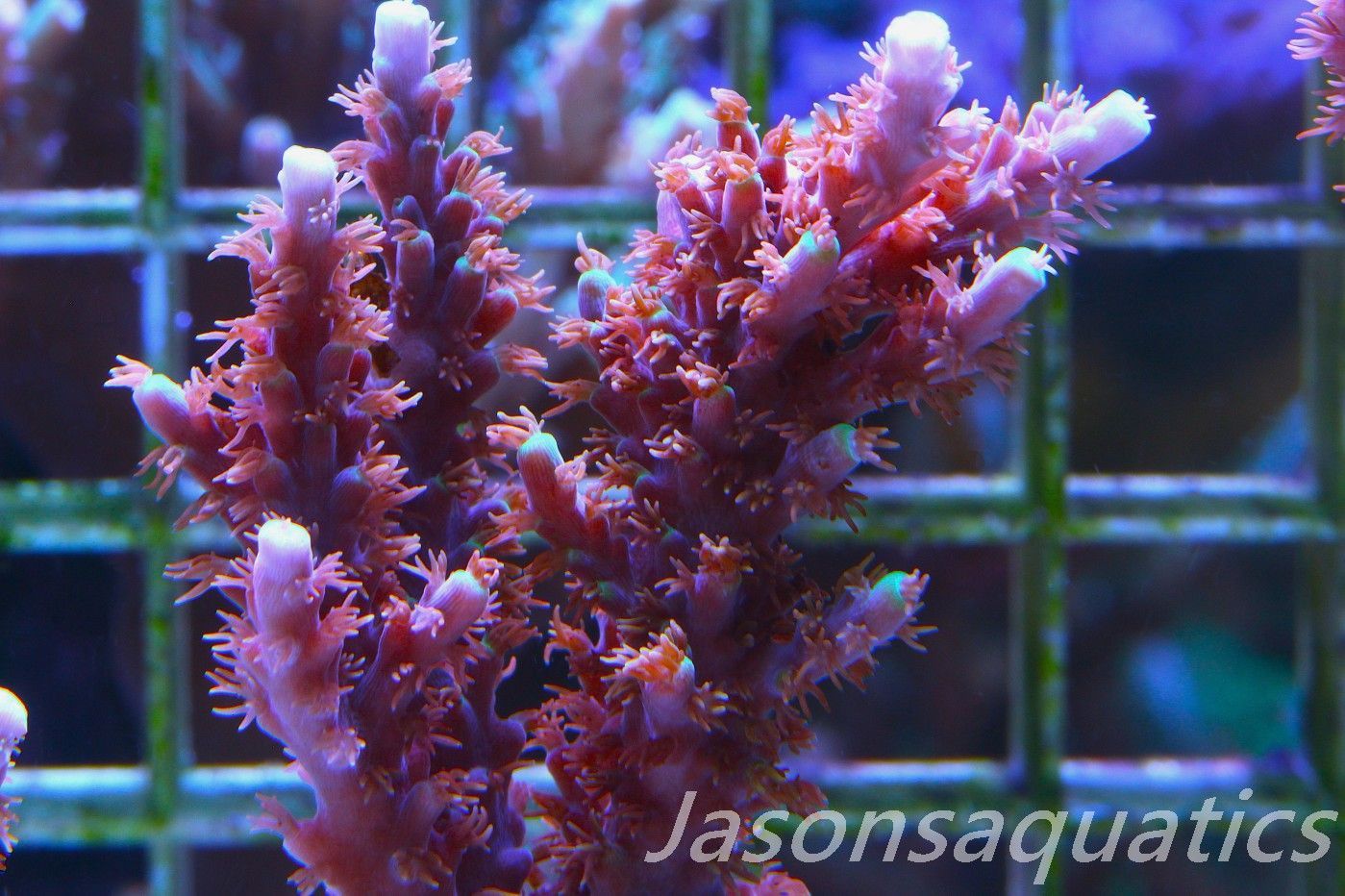 Acropora Horrida, Blue Tips Dayglow Green Rim,Micro Colony, Frag E Acropora Horrida, Blue Tips Dayglow Green Rim,Micro Colony, Frag E