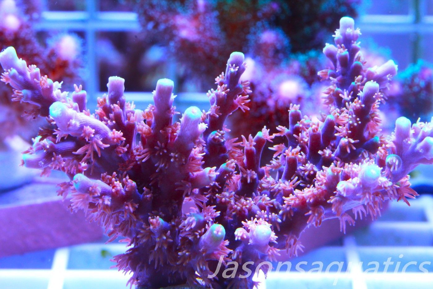 Acropora Horrida, Blue Tips Dayglow Green Rim,Micro Colony, Frag E