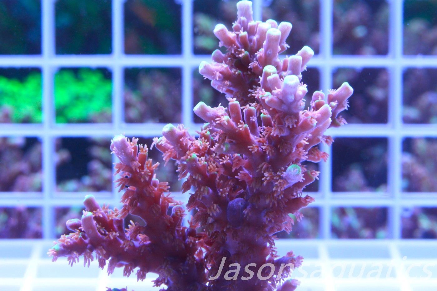 Acropora Horrida, Blue Tips Dayglow Green Rim,Micro Colony, Frag E