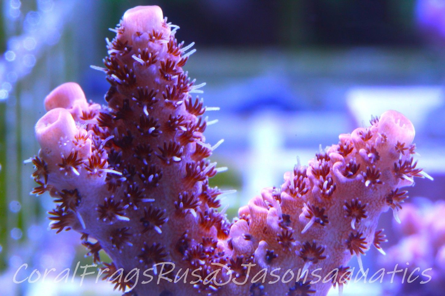 Acropora Hyacinthus Pink Table Acro Frag B