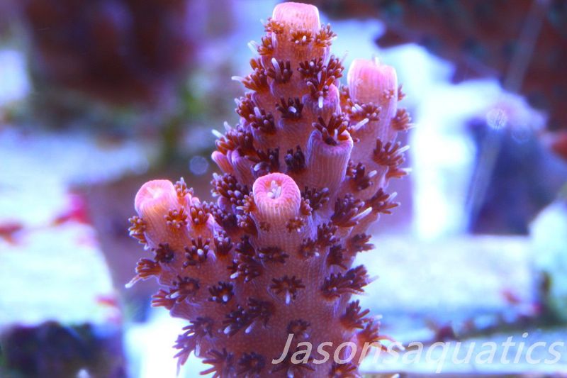 Acropora Hyacinthus Pink Table Acro Frag B