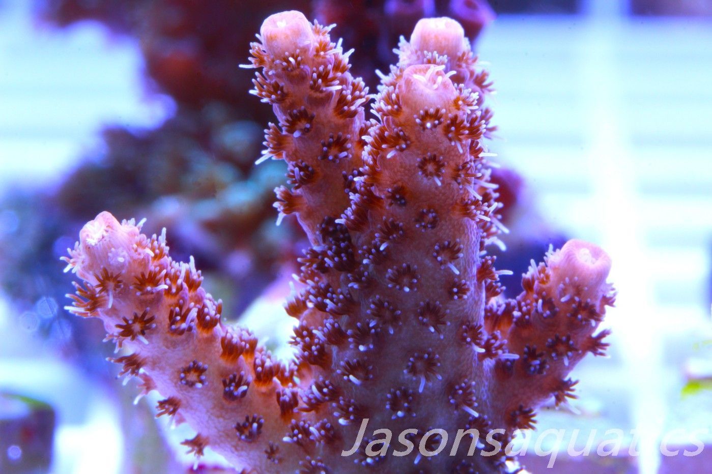 Acropora Hyacinthus Pink Table Acro Frag B