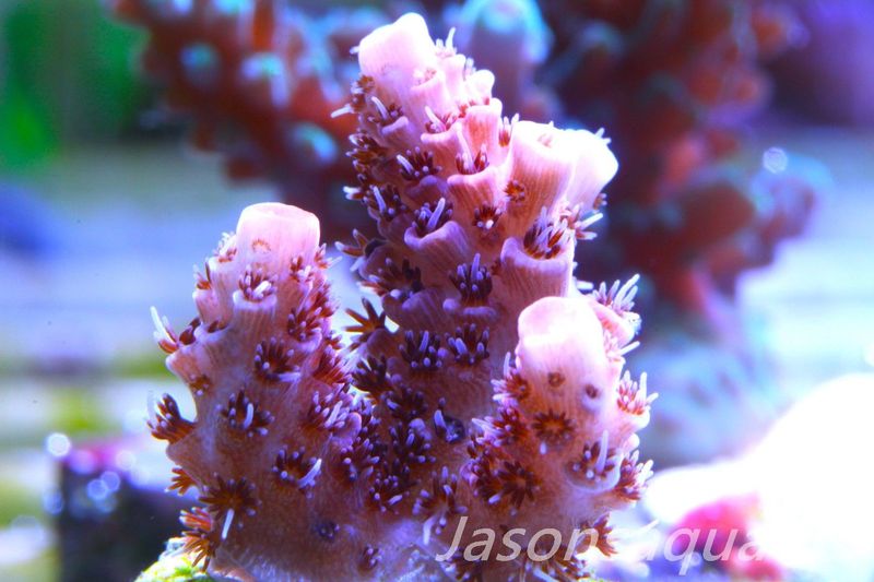 Acropora Hyacinthus Pink Table Acro Frag C