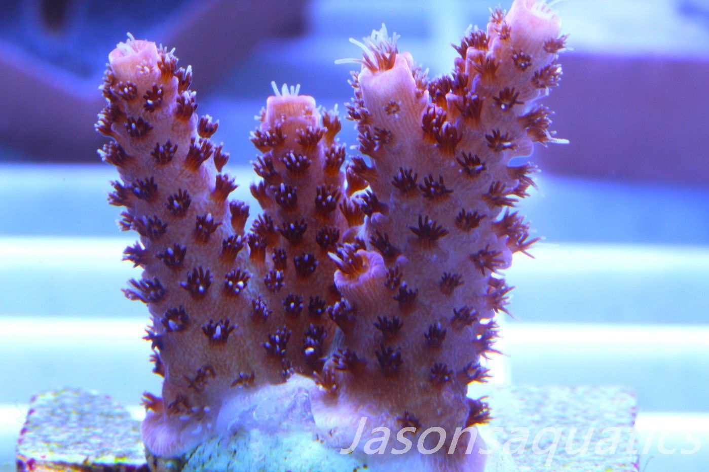 Acropora Hyacinthus Pink Table Acro Frag C