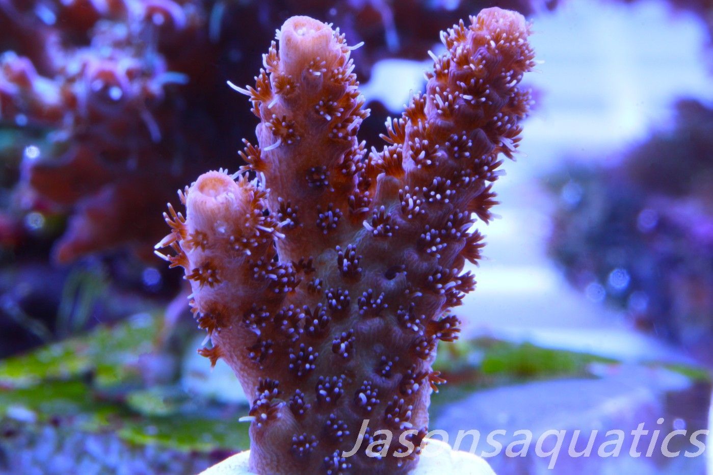 Acropora Hyacinthus Pink Table Acro Frag C