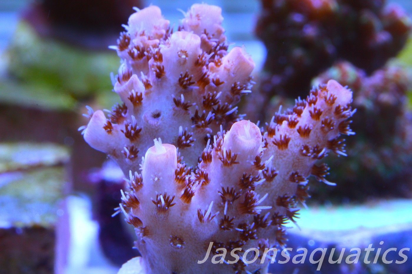 Acropora Hyacinthus Pink Table Acro Frag D