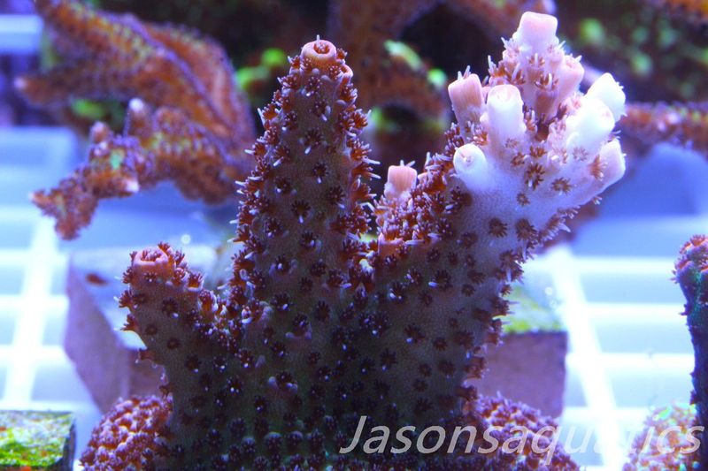 Acropora Hyacinthus Pink Table Acro Frag D