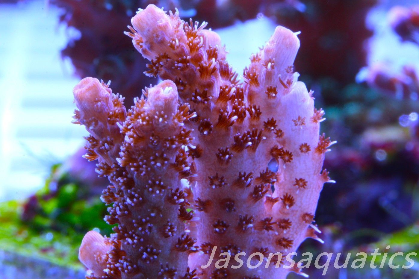 Acropora Hyacinthus Pink Table Acro Frag D
