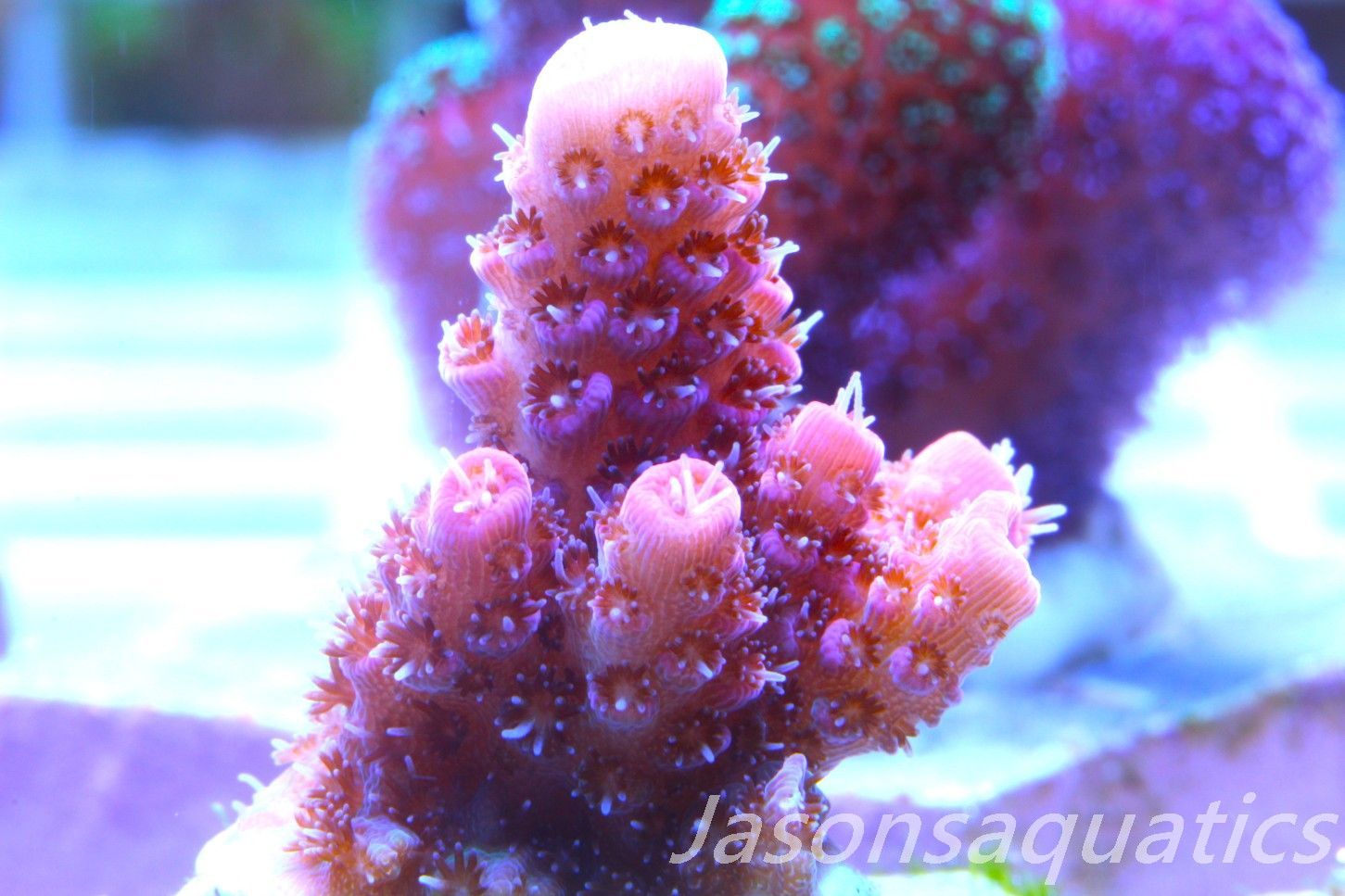 Acropora Hyacinthus Pink Table Acro Frag E