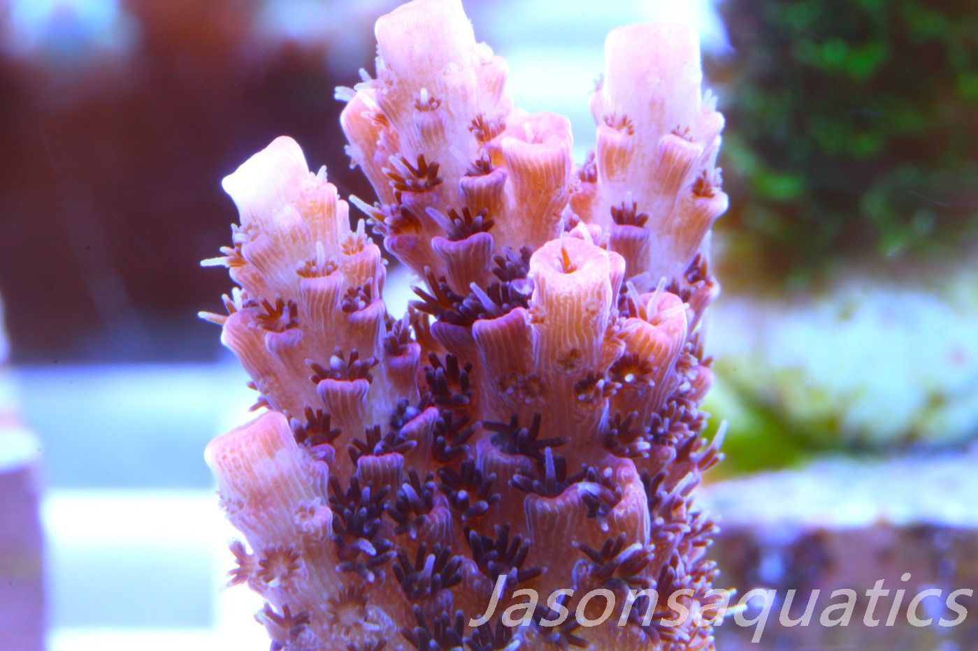 Acropora Hyacinthus Pink Table Acro Frag E