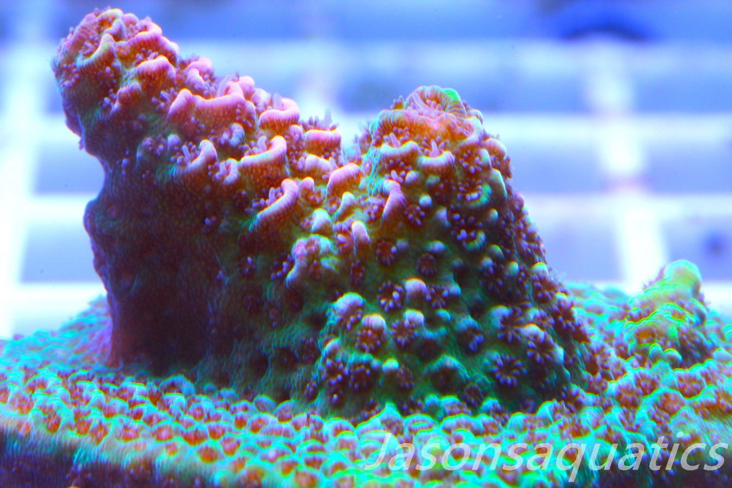 Acropora Hyacinthus, Rainbow Frag B
