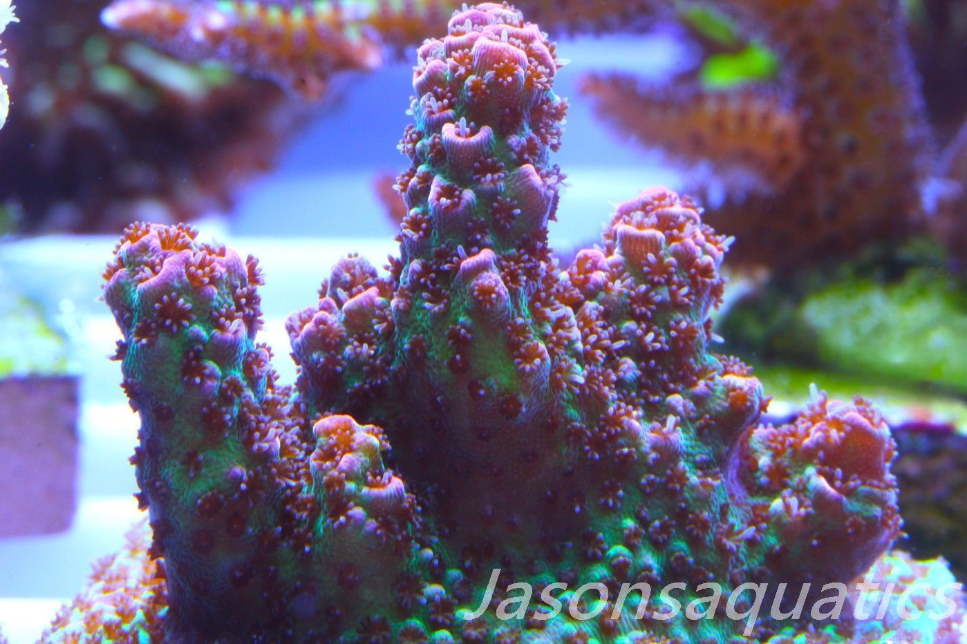 Acropora Hyacinthus, Rainbow Frag B