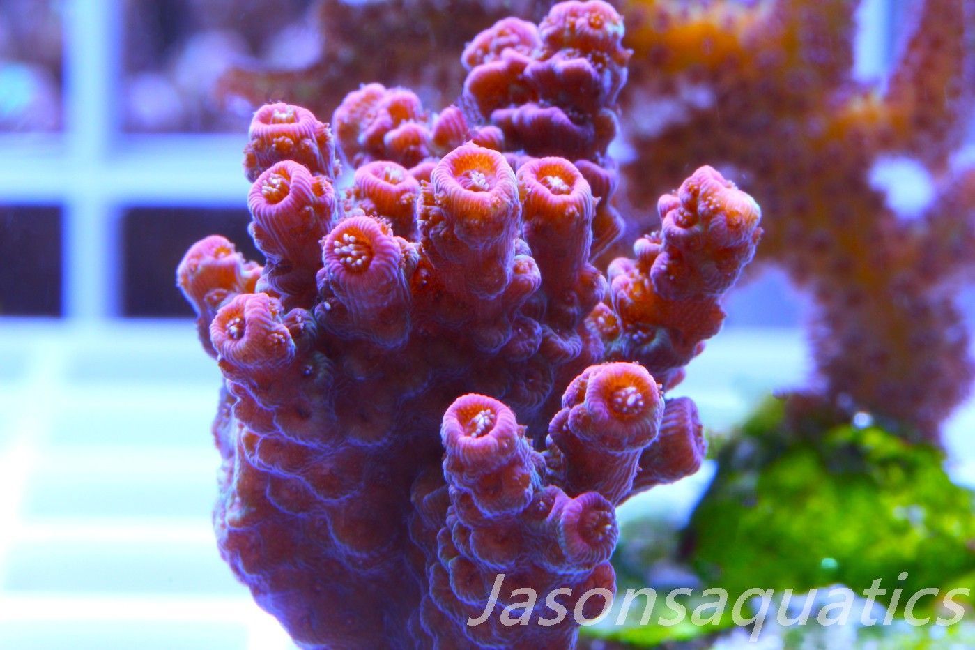 Acropora Hyacinthus, Rainbow Frag B