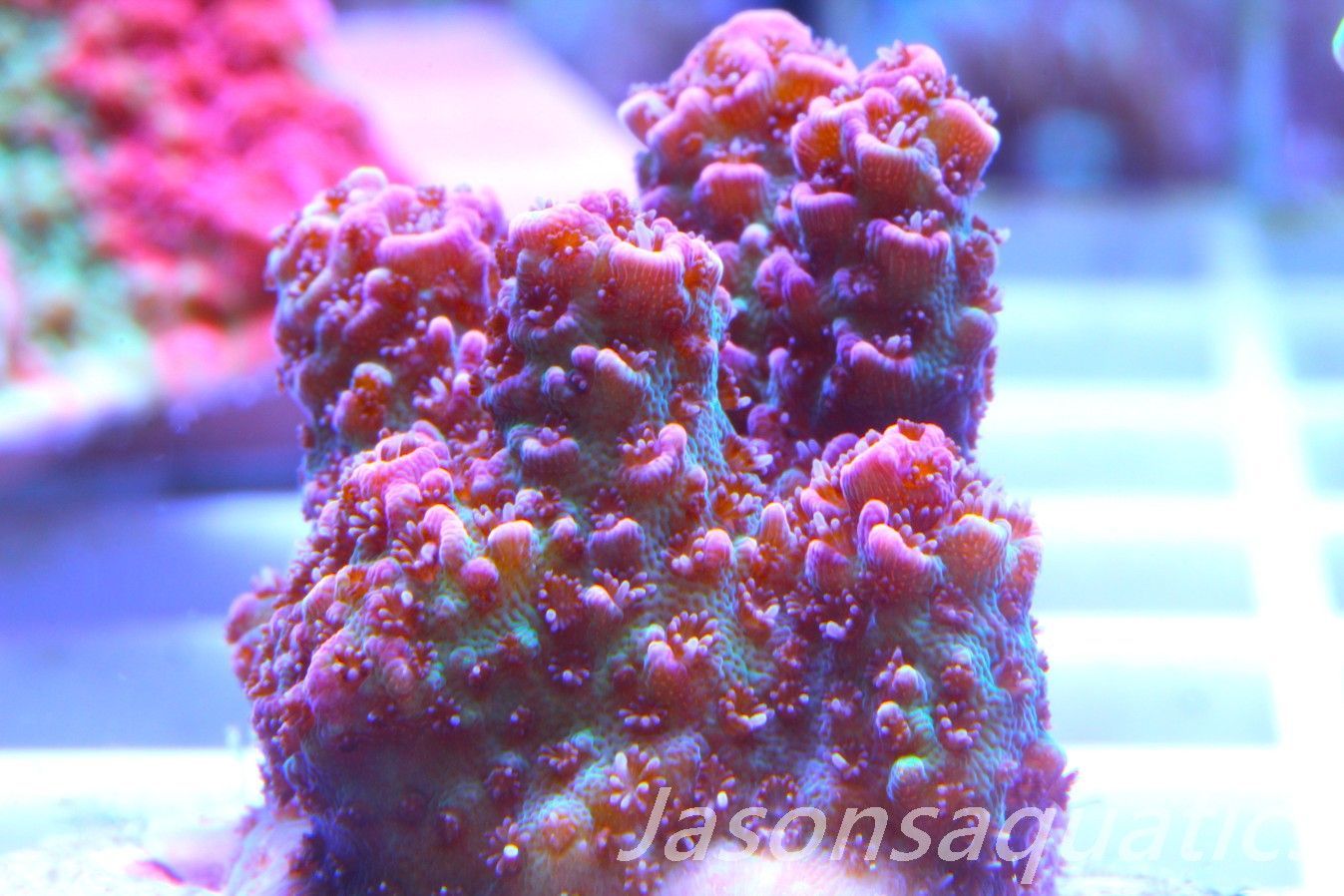 Acropora Hyacinthus, Rainbow Frag D