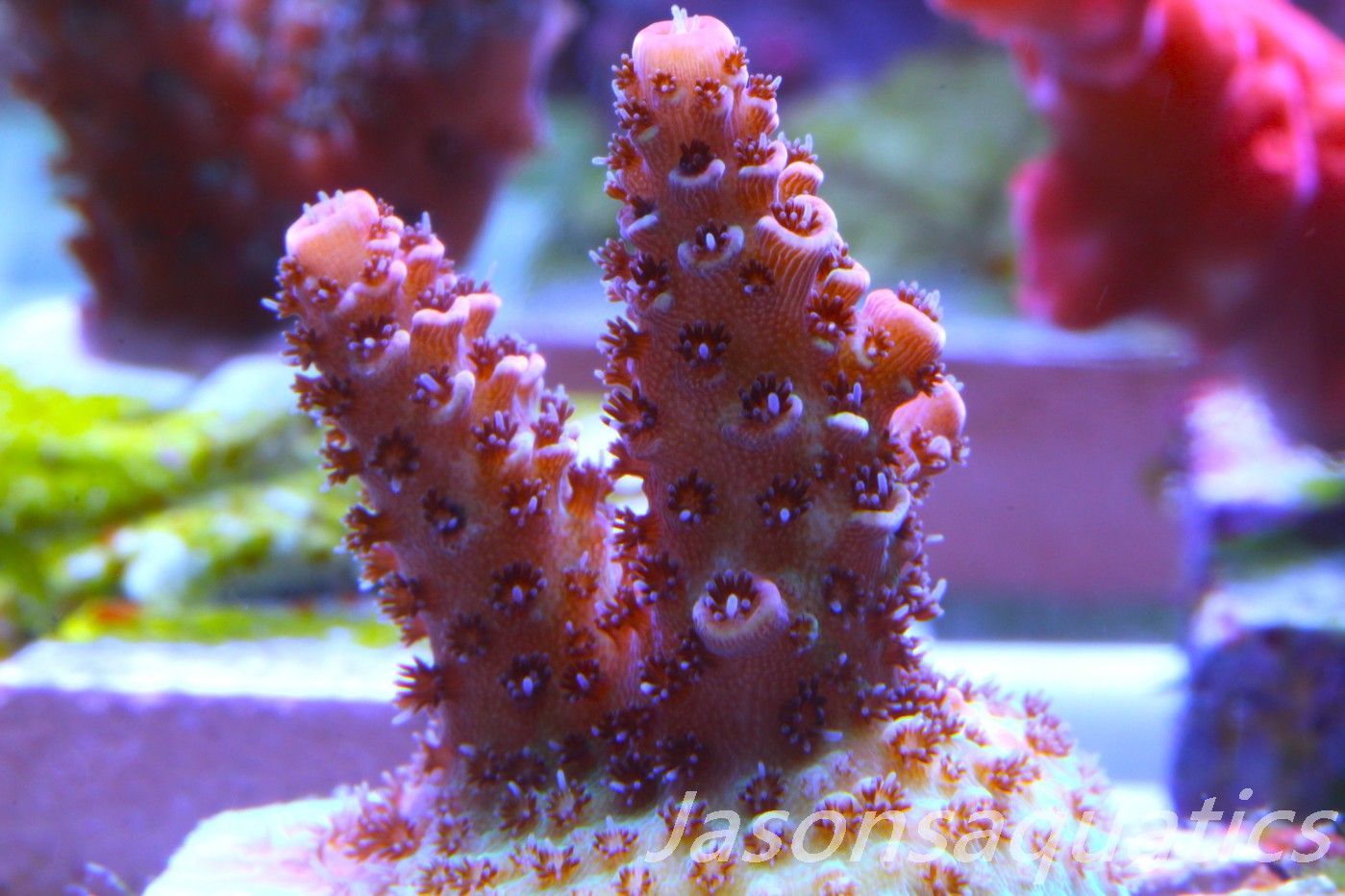 Acropora Hyacinthus, Rainbow Frag D