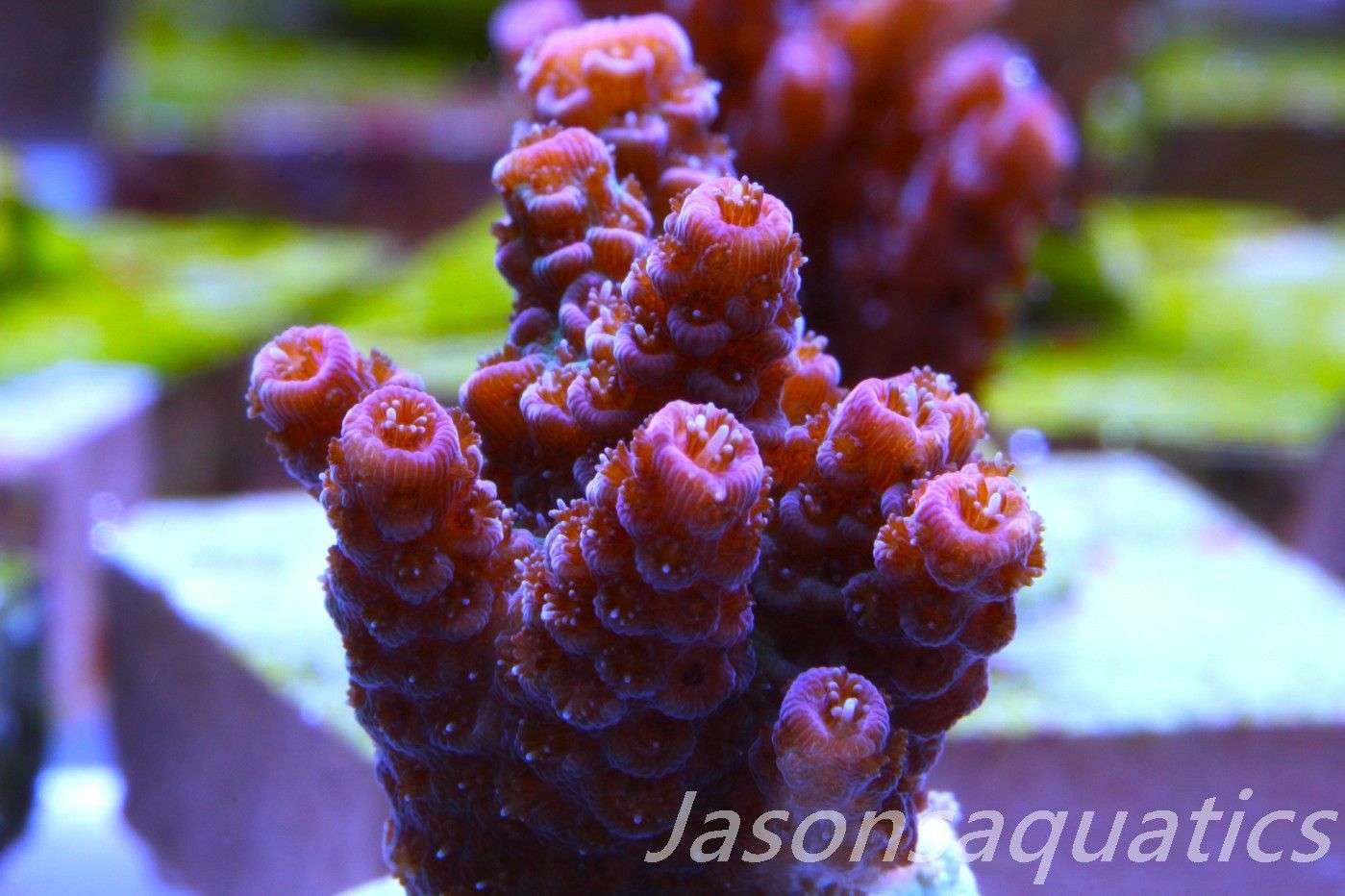 Acropora Hyacinthus, Rainbow Frag D