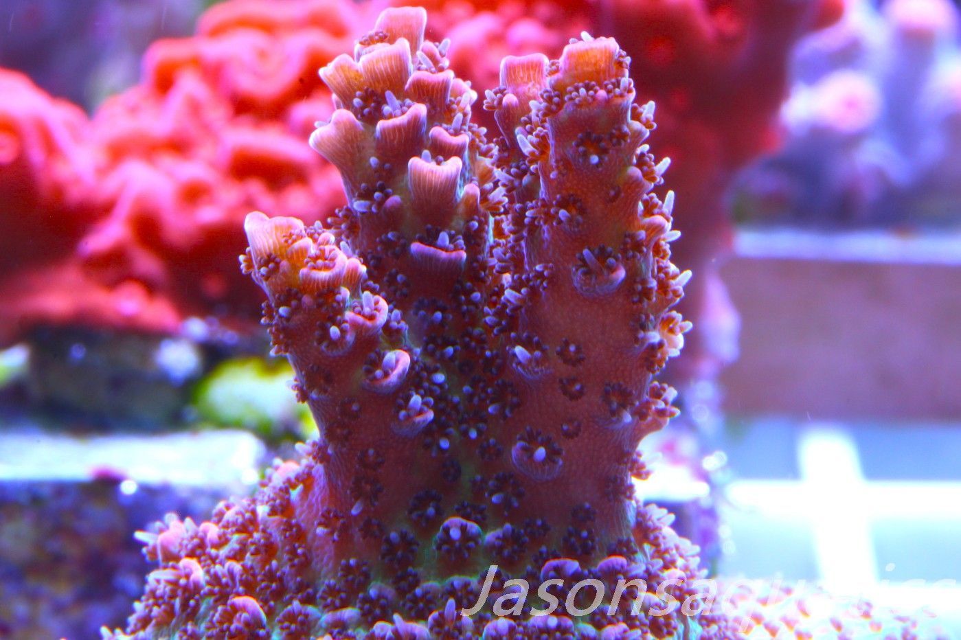 Acropora Hyacinthus, Rainbow Frag E