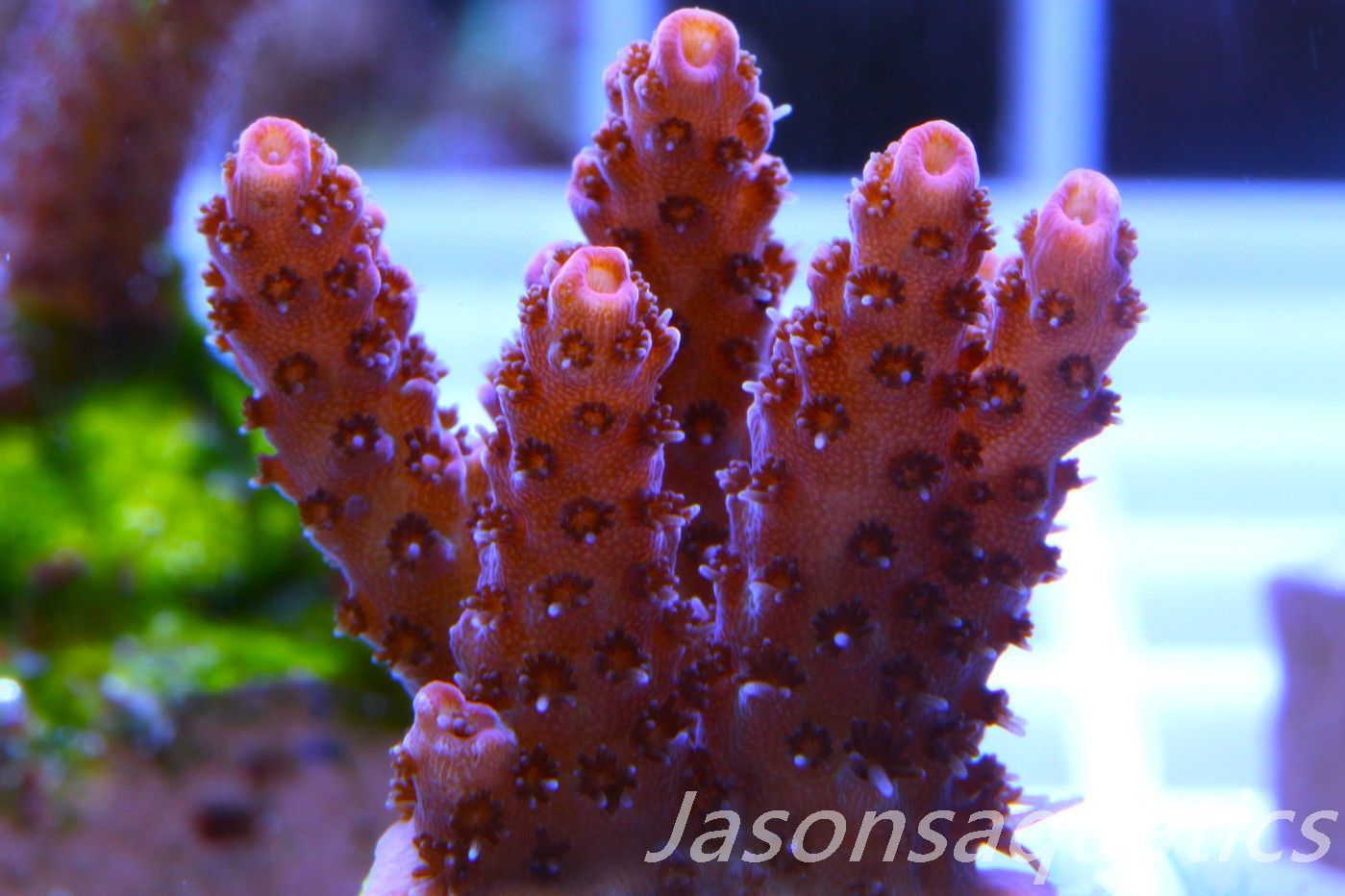 Acropora Hyacinthus, Rainbow Frag E