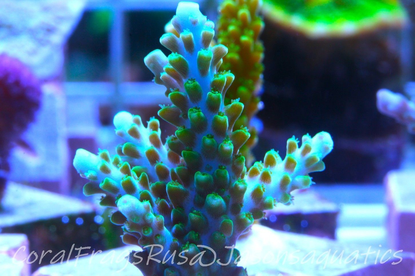 Acropora Lime In the Sky Frag C