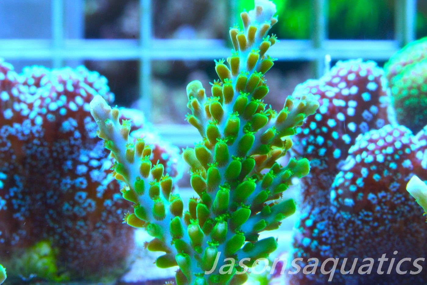 Acropora Lime In the Sky Frag C