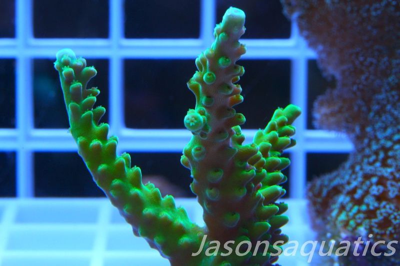 Acropora Lime In the Sky Frag C