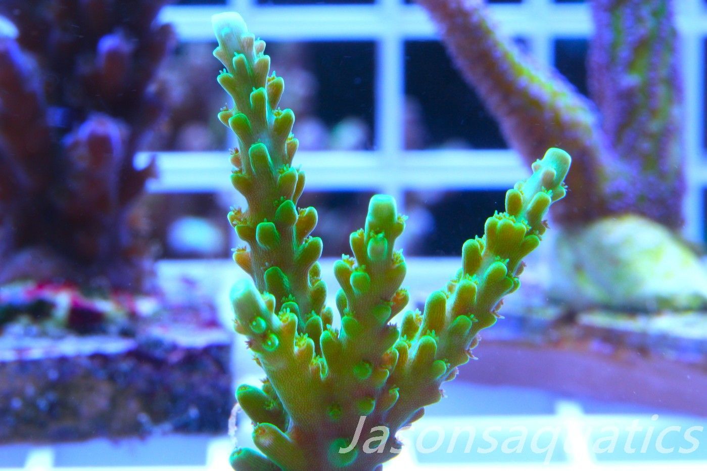 Acropora Lime In the Sky Frag C