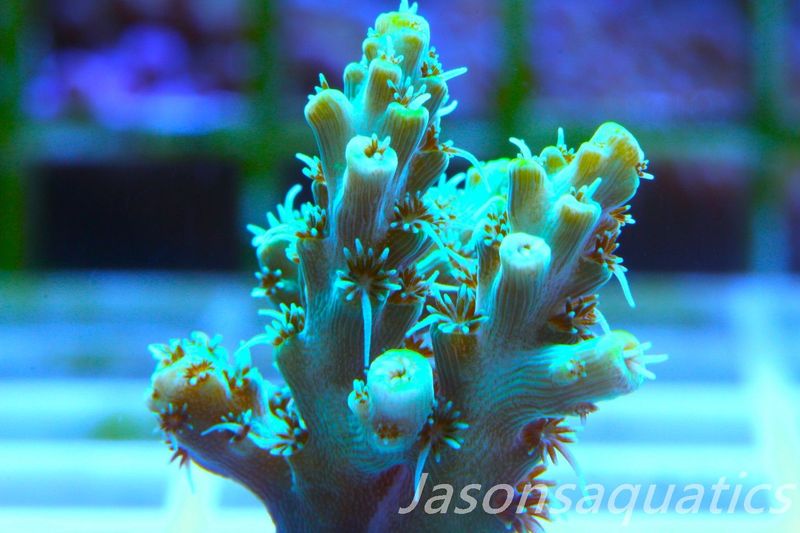 Acropora Microclados Morph Frag E