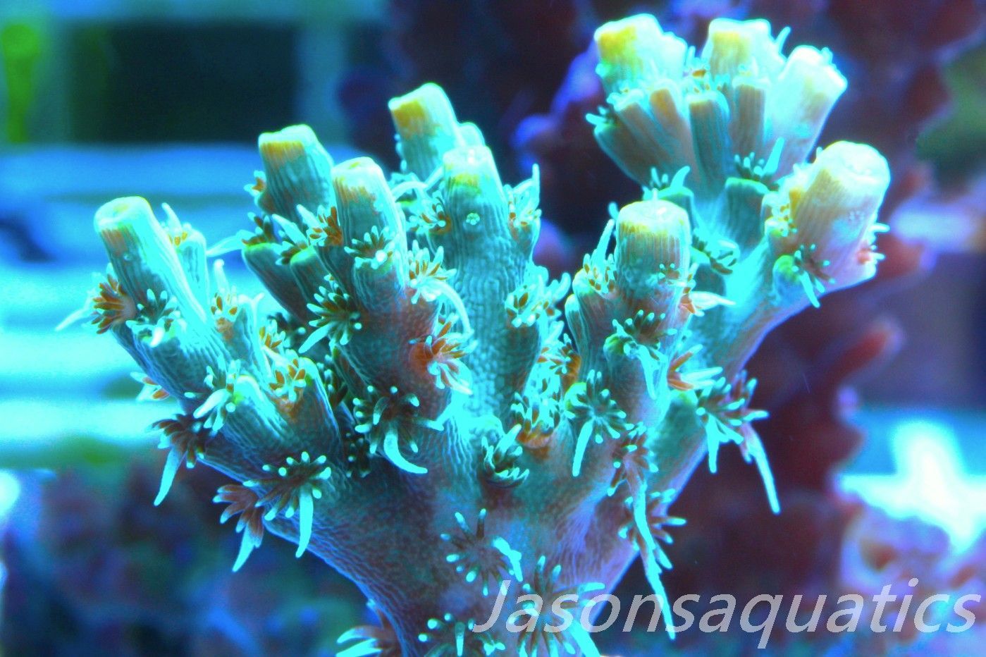 Acropora Microclados Morph Frag E Acropora Microclados Morph Frag E