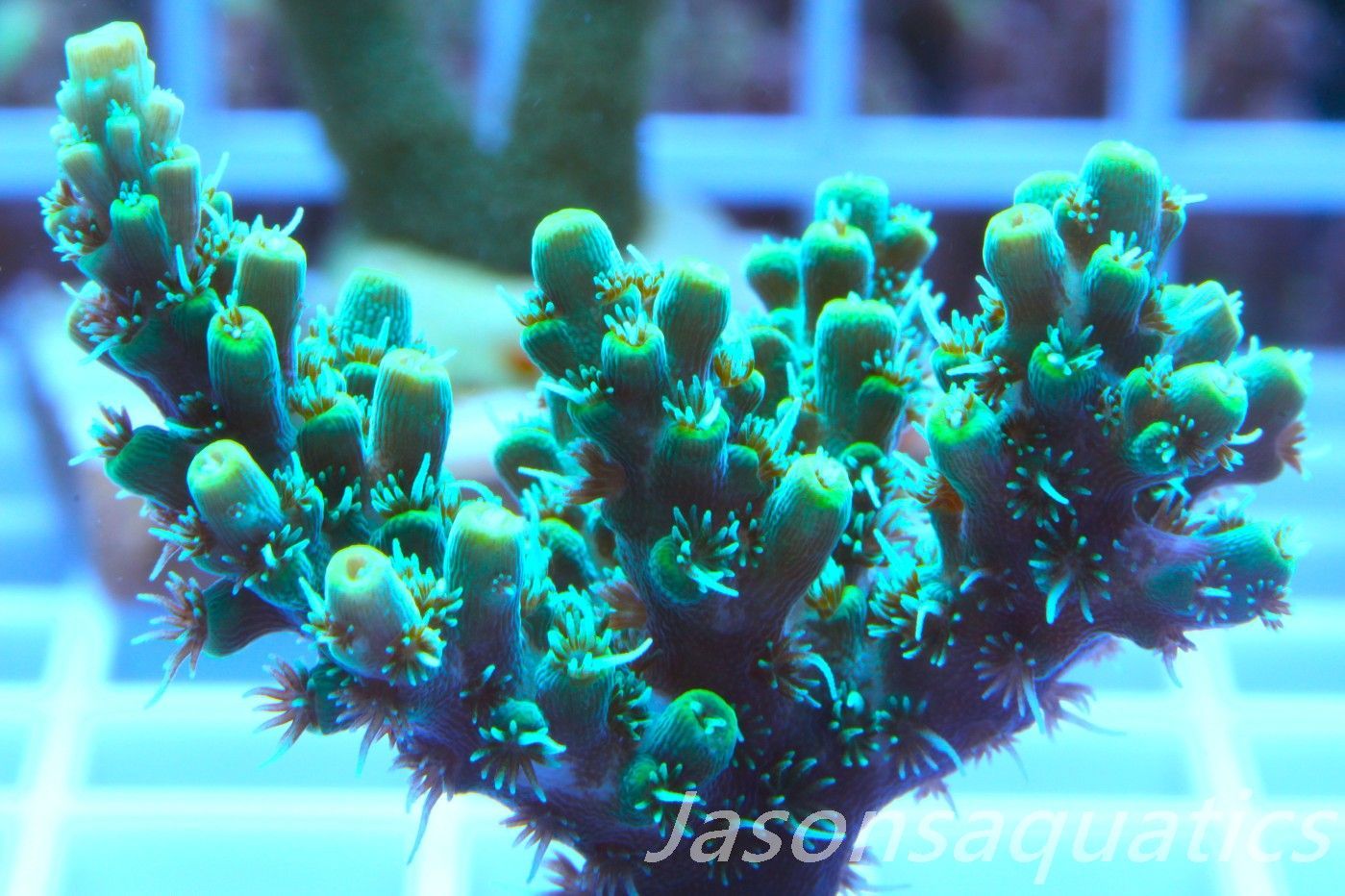 Acropora Microclados Morph Frag E Acropora Microclados Morph Frag E