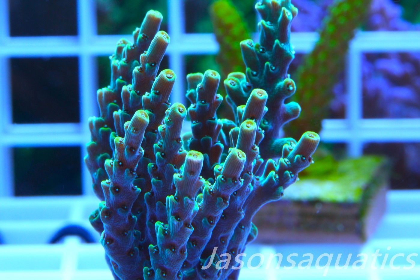 Acropora Microclados Morph Frag E Acropora Microclados Morph Frag E