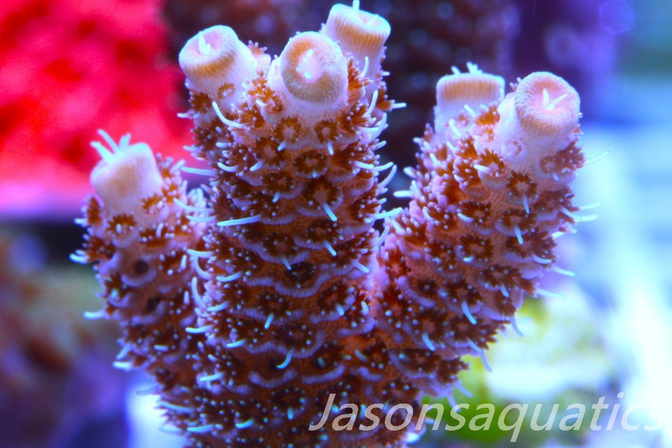 ​Acropora Millipora (Australian) Frag D