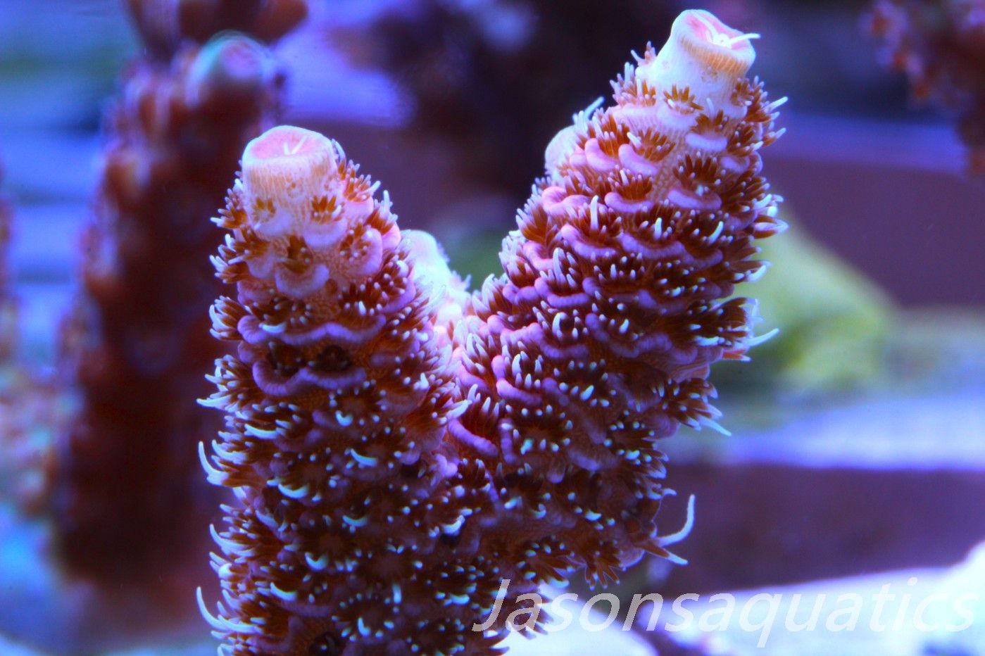 ​Acropora Millipora (Australian) Frag D