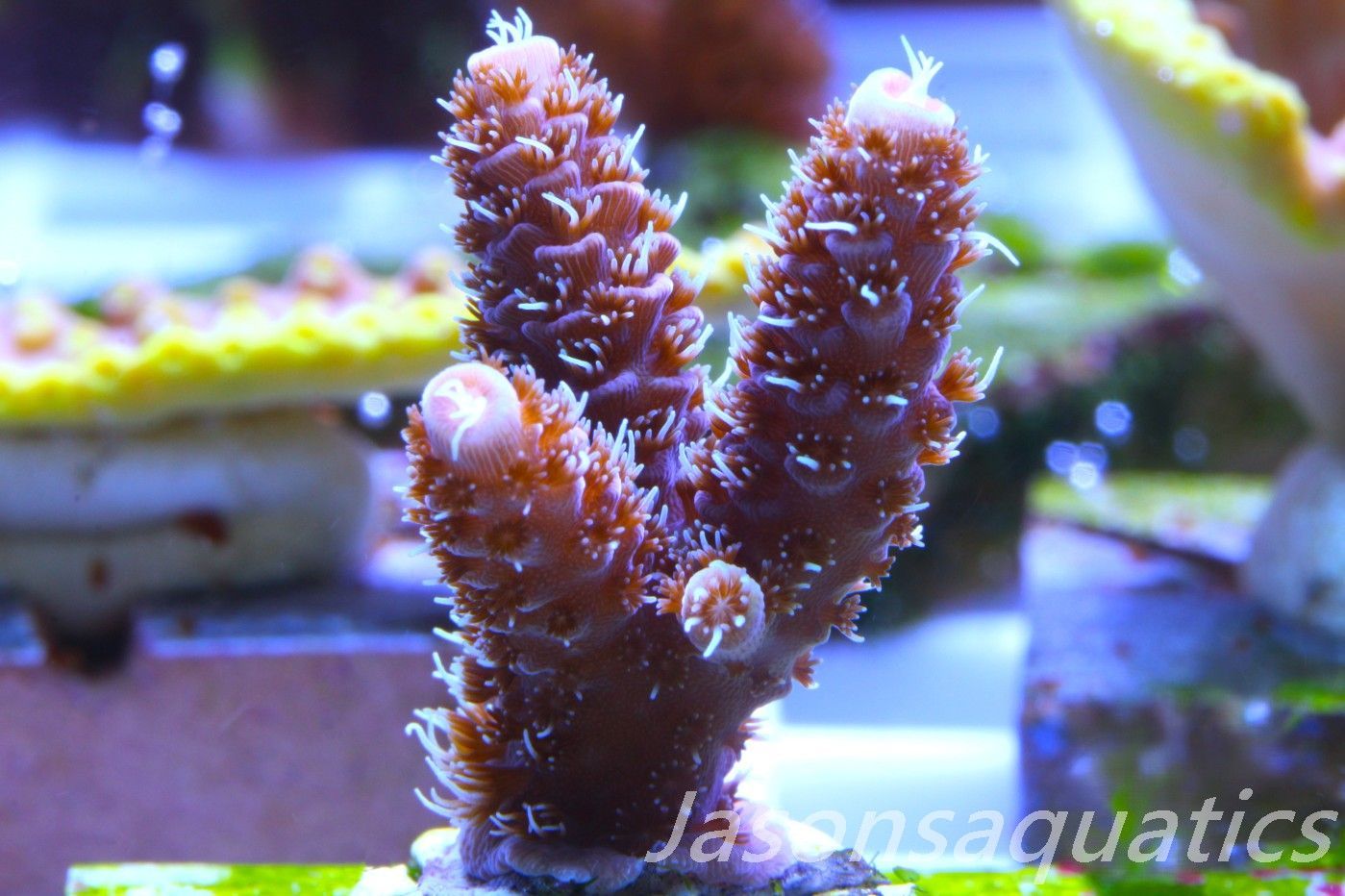 Acropora Millipora (Australian) Frag D Acropora Millipora (Australian) Frag D