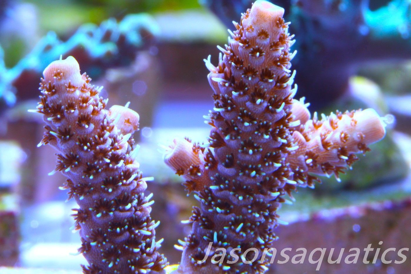Acropora Millipora (Australian) Frag D Acropora Millipora (Australian) Frag D