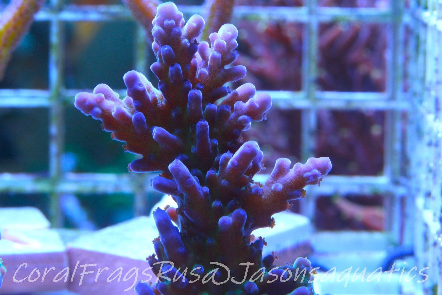 Acropora, Miyagi Tort Frag B