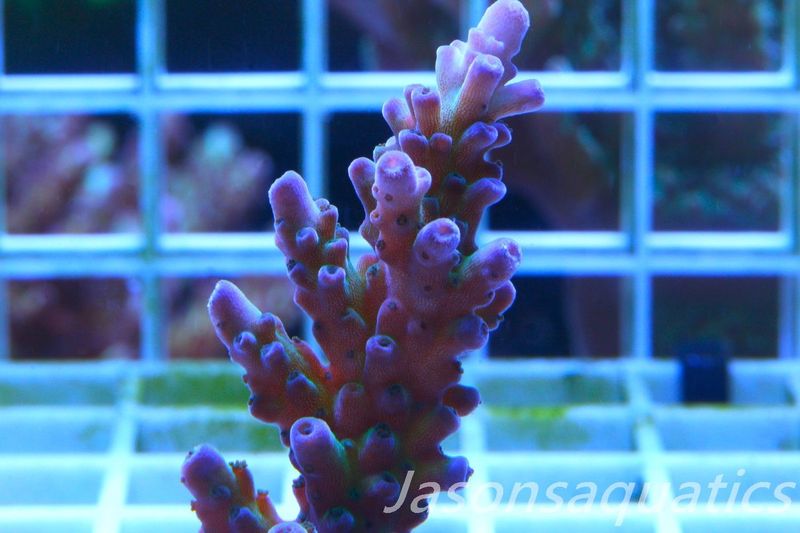 Acropora, Miyagi Tort Frag B