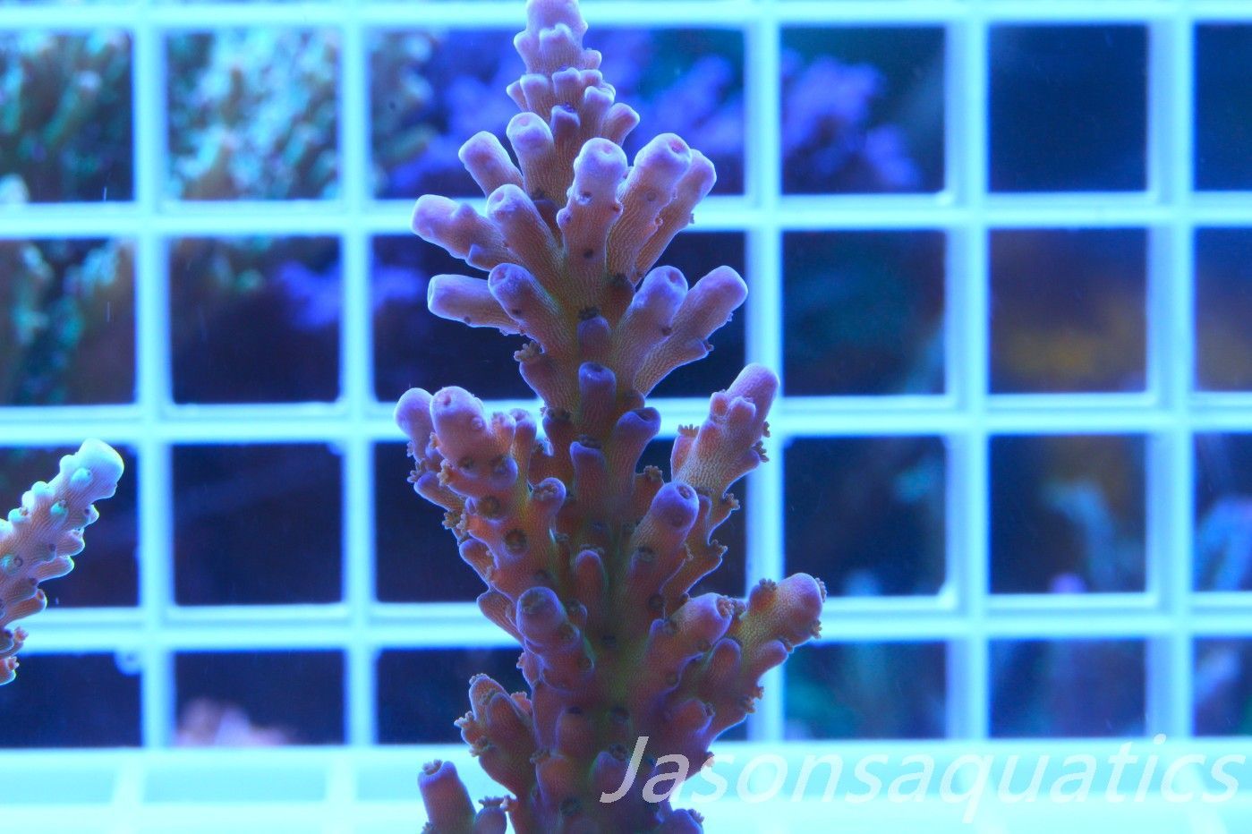Acropora, Miyagi Tort Frag B Acropora, Miyagi Tort Frag B