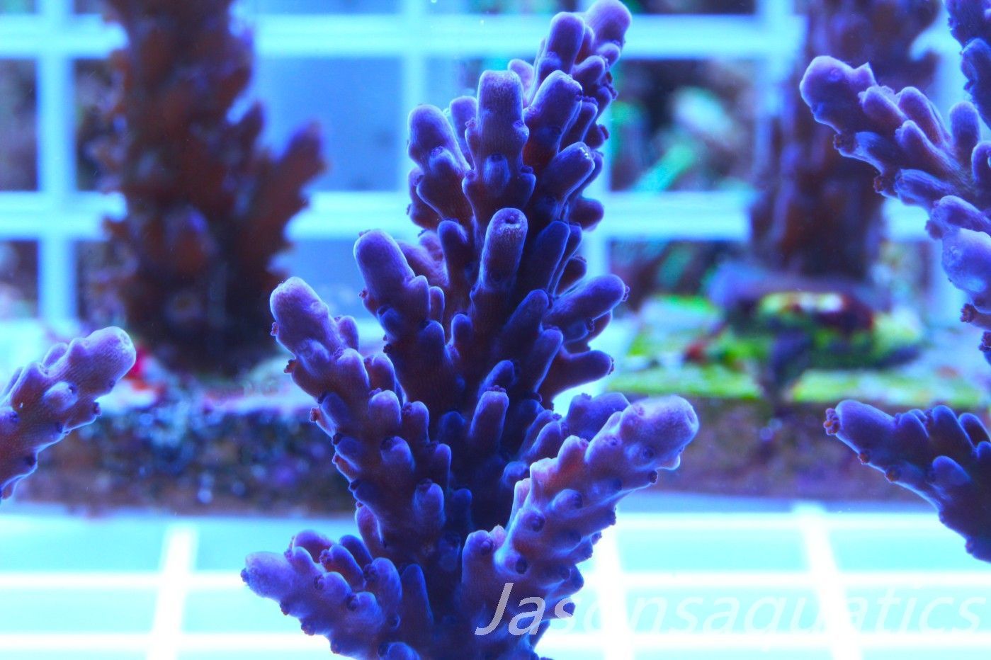 Acropora, Miyagi Tort Frag B Acropora, Miyagi Tort Frag B
