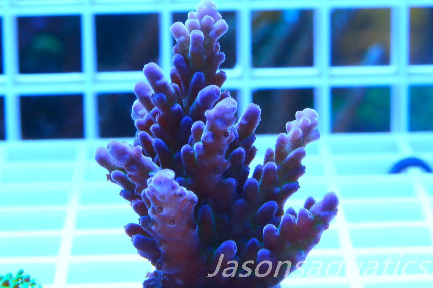 Acropora, Miyagi Tort Frag B Acropora, Miyagi Tort Frag B