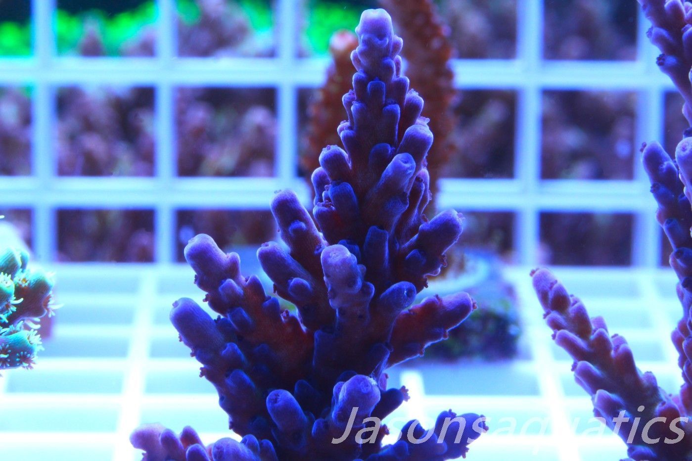Acropora, Miyagi Tort Frag E Acropora, Miyagi Tort Frag E