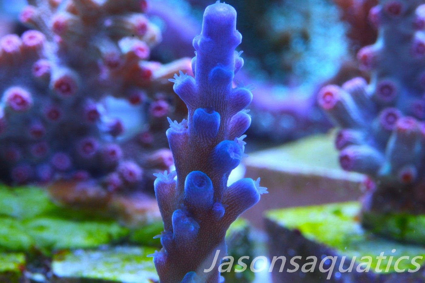 Acropora Oregon Tort Frag C Acropora Oregon Tort Frag C