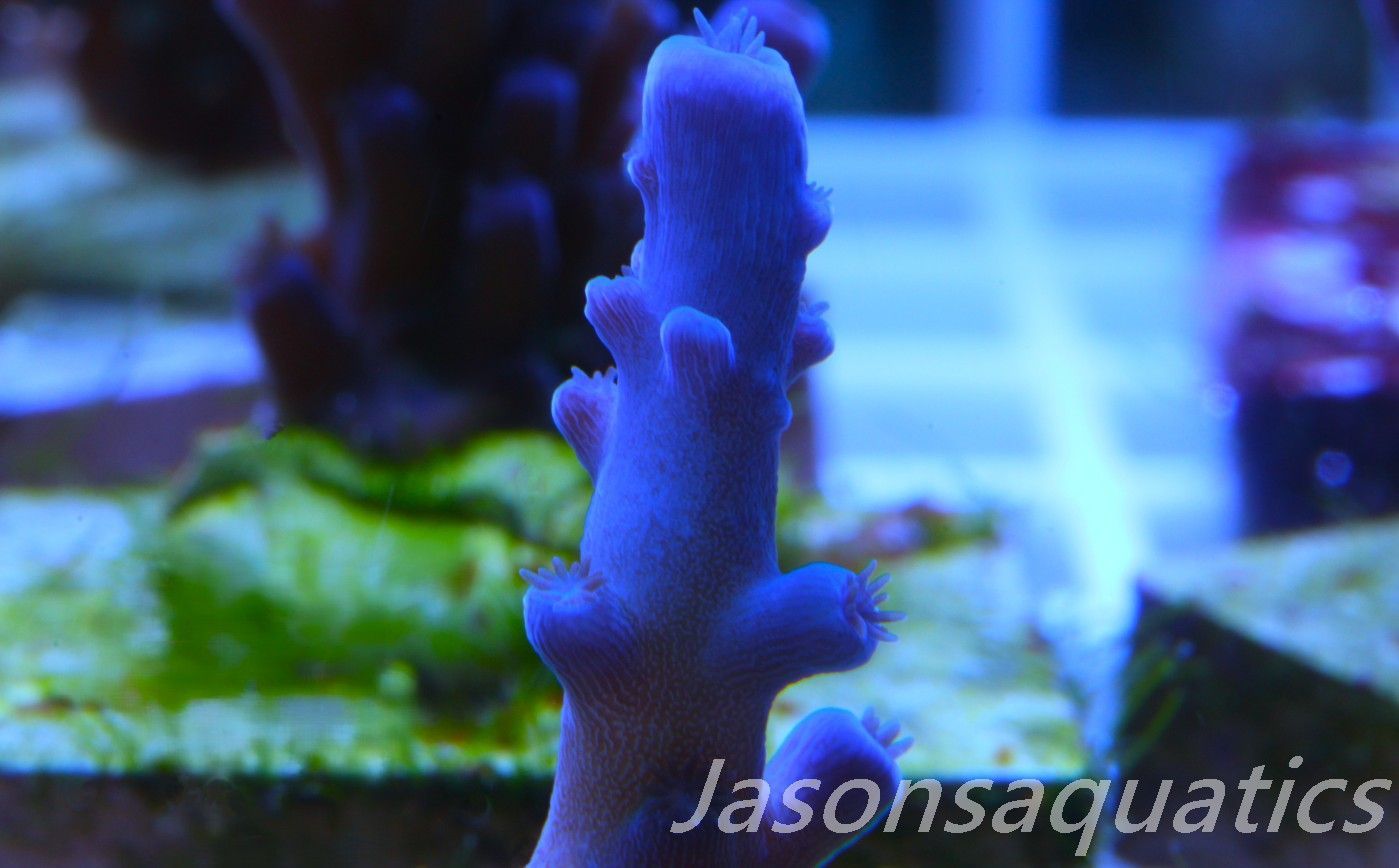 Acropora Oregon Tort Frag C Acropora Oregon Tort Frag C