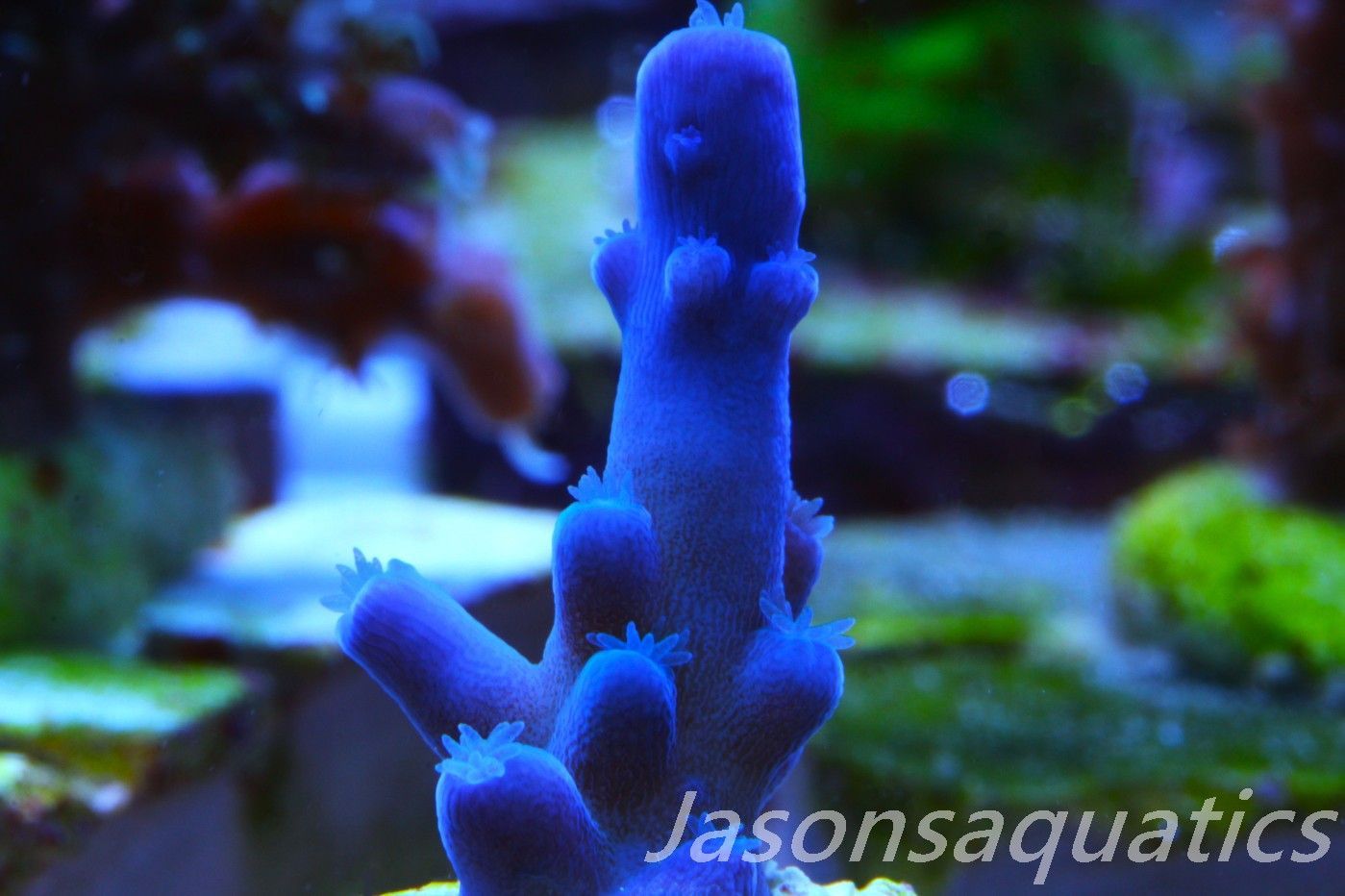 Acropora Oregon Tort Frag C Acropora Oregon Tort Frag C