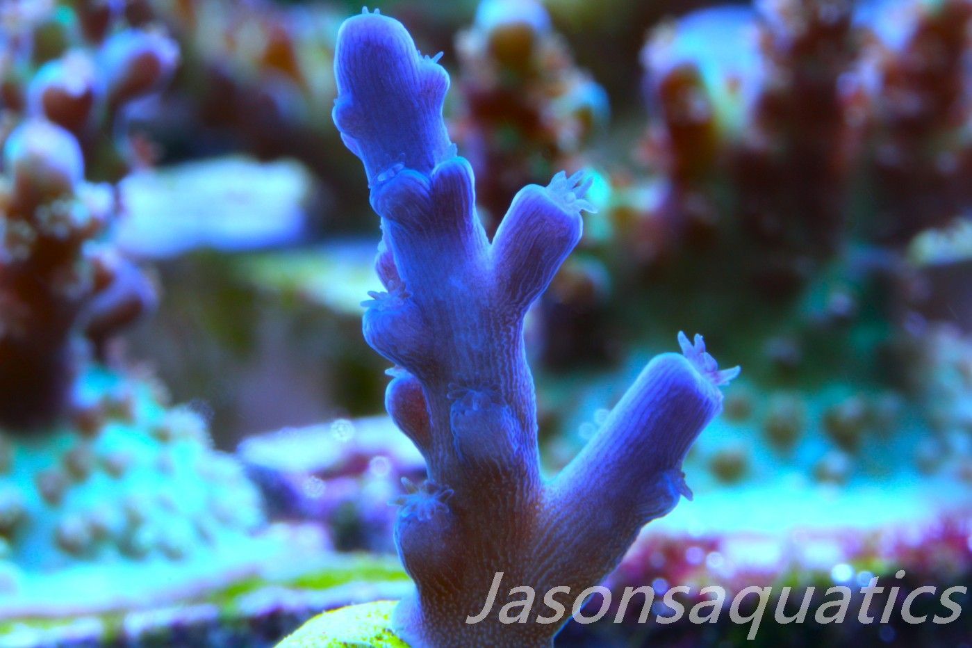 Acropora Oregon Tort Frag C Acropora Oregon Tort Frag C