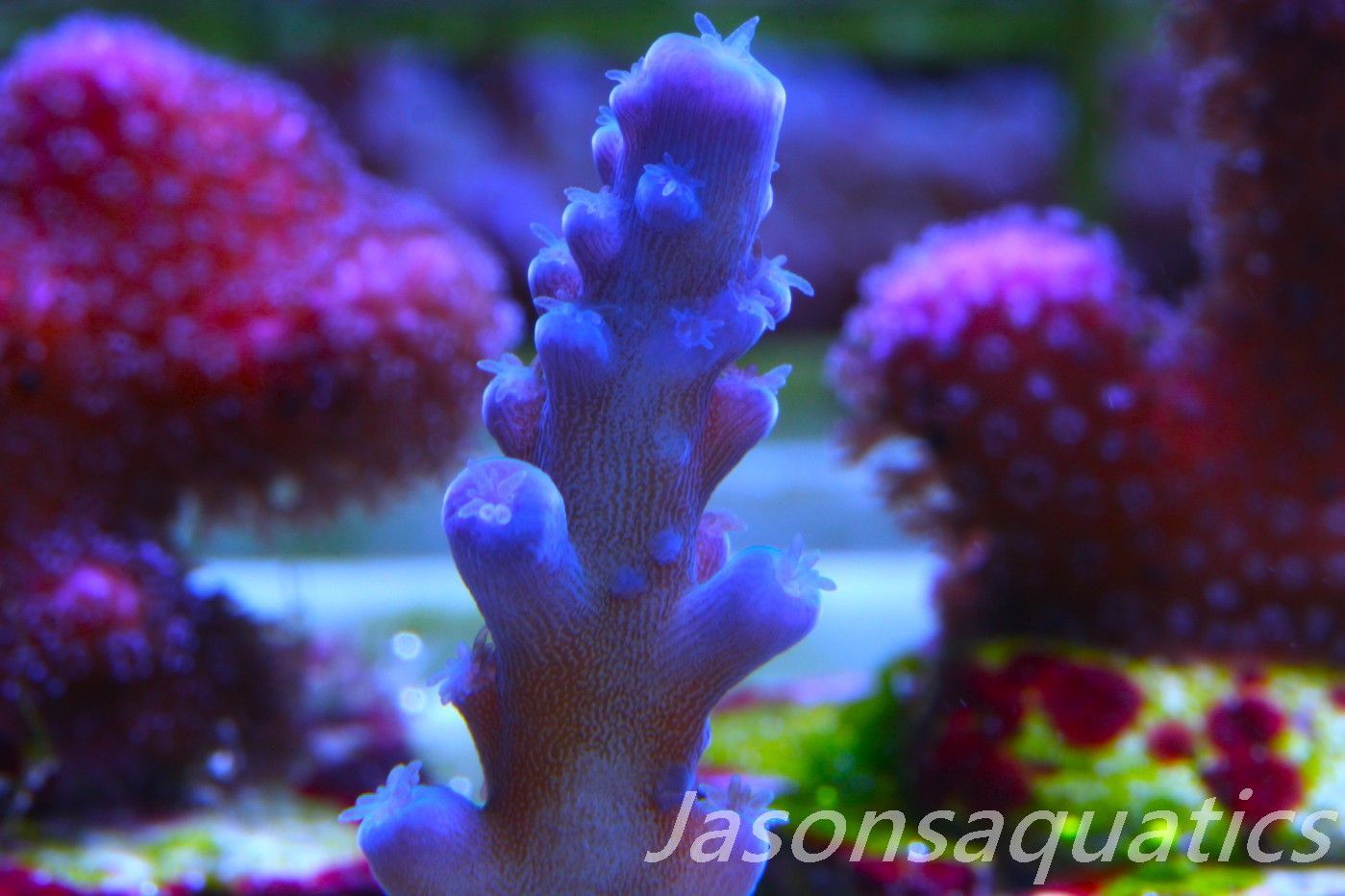 Acropora Oregon Tort Frag D