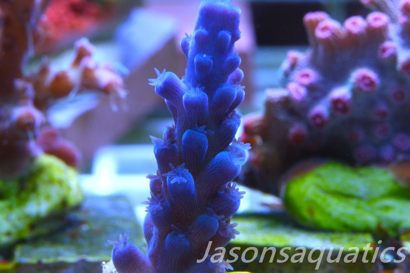 Acropora Oregon Tort Frag D Acropora Oregon Tort Frag D